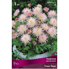 Георгина Старс Леди (кактусовая)