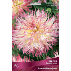 Георгина Капроз Жозефина (бахромчатая) 