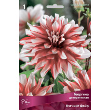 Георгина Кэтчинг Файр (декоративная)