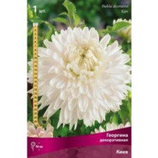 Георгина Киев (декоративная)