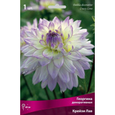 Георгина Крейзи Лав (декоративная)