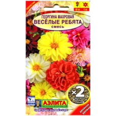 Георгина Веселые ребята (двойная граммовка)