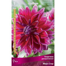 Георгина Меро Стар (декоративная)