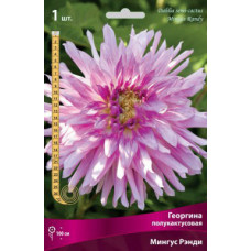 Георгина Мингус Рэнди (полукактусовая)