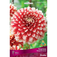 Георгина Ноэль (бахромчатая)