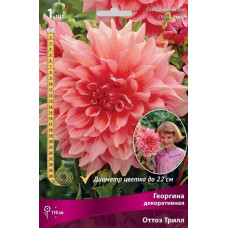 Георгина Оттоз Трилл (декоративная)