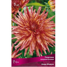 Георгина Ален Мимун (полукактусовая)