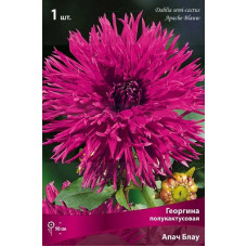 Георгина Апач Блау (полукактусовая)