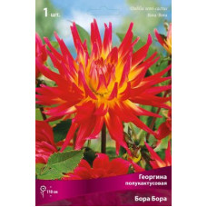 Георгина Бора Бора (полукактусовая)