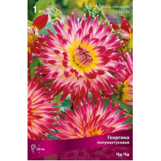 Георгина Ча Ча (полукактусовая)