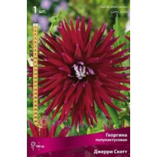 Георгина Джерри Скотт  (полукактусовая)