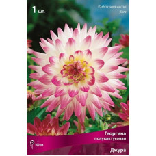 Георгина Джура  (полукактусовая)