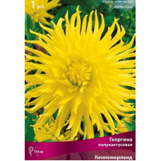 Георгина Кеннемерланд (полукактусовая)