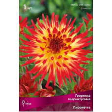 Георгина Лисонетте (полукактусовая)