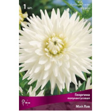 Георгина Май Лав (полукактусовая)