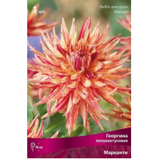 Георгина Марканти (полукактусовая)