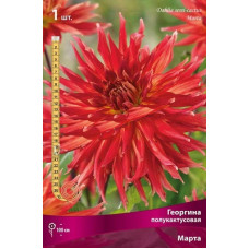 Георгина Марта (полукактусовая)