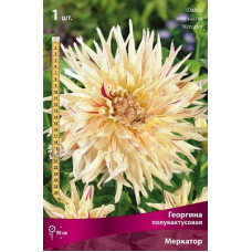 Георгина Меркатор (полукактусовая)