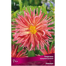 Георгина Намара (полукактусовая)