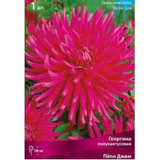 Георгина Пёпл Джем (полукактусовая)
