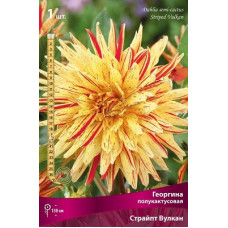 Георгина Страйпт Вулкан (полукактусовая)