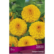 Георгина Голден Септер (помпонная)