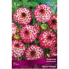 Георгина Литтл Роберт (помпонная)