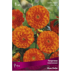 Георгина Нью Беби (помпонная)