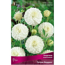 Георгина Петрас Веддинг (помпонная)