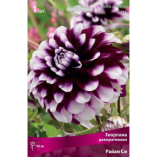 Георгина Райан Си (декоративная)