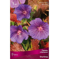 Герань Блу Бад (гибридная)