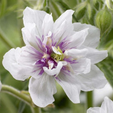 Герань луговая Дабл Джуэл  