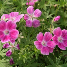 Герань кроваво-красная Элке  