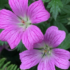 Герань Эндресса Воргрейв Пинк 