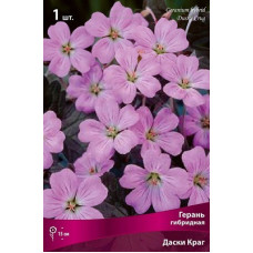 Герань Даски Краг (гибридная)