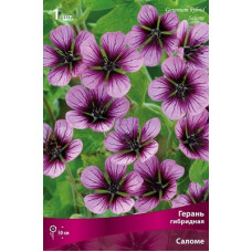 Герань Саломе (гибридная)