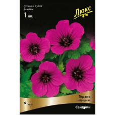 Герань Сандрин (гибридная)