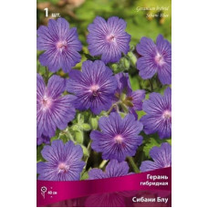 Герань Сибани Блу (гибридная)