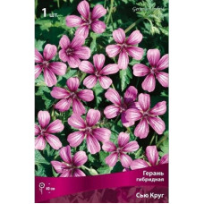 Герань Сью Круг (гибридная)