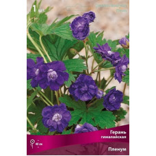 Герань Пленум (гималайская)