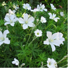 Герань кроваво-красная Альбум