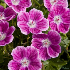 Герань Элке (кроваво-красная)