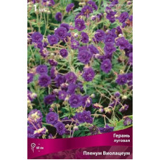 Герань Пленум Виолацеум (луговая)