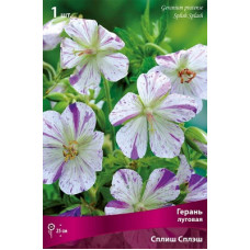 Герань Сплиш Сплэш (луговая)