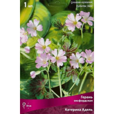 Герань Катерина Адель (оксфордская)