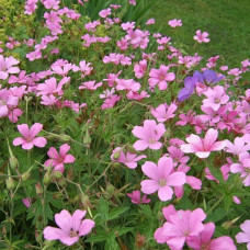 Герань оксфордская Сауткомб Дабл  