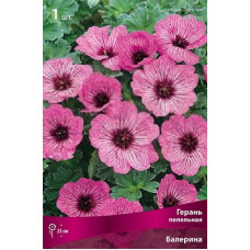 Герань Балерина (пепельная)