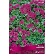 Герань Джузеппе (пепельная)