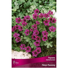 Герань Пёпл Пиллоу (пепельная)