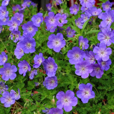 Герань гибридная Розанна  